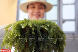 Khanh Hoa develops mariculture as key strategy
