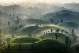 Long Coc tea hills turn misty as season changes
