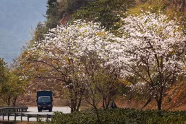 National Tourism Year 2024: Exploring the Land of Ban Flowers