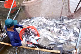 Mekong Delta uses high-tech to raise tra fish