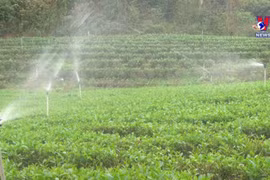 Thai Nguyen moving to preserve Tan Cuong tea