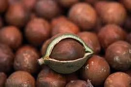 Macadamia development needs caution to avoid rapid growth