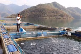 Fish cage farming in Lai Chau proves effective 