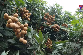 Vietnam finalises procedures to export longan to Japan