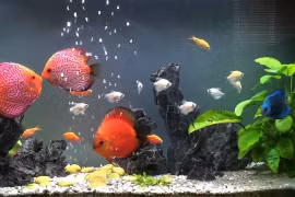 Potential for ornamental fish exports remains high 