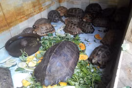 Drastic actions for combating illegal wildlife trading recommended 