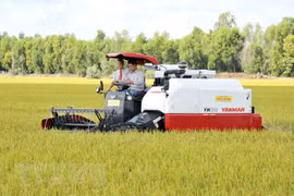 EVFTA opens “big door” for Vietnamese rice to enter EU market 