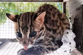 Ministry warns of risks posed by illegal wildlife trading, consumption