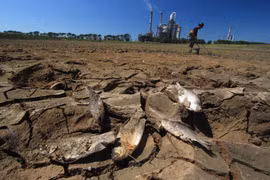 Rice production in Southeast Asia suffers from El Nino