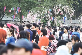 Japanese cherry trees to bloom in Hanoi