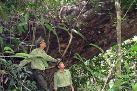 Uppermost Na Hang district protects biodiversity 