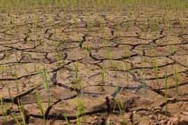 Deputy PM asks for stronger climate change respond