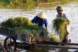 Agricultural insurance supports farmers in distress