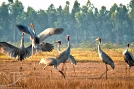 Bird sanctuary in Mekong Delta recognised as national heritage site