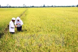 Vietnam’s agricultural achievements significant: FAO representative