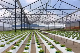 Farming sector must reform to attract FDI 