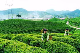 Thai Nguyen tea producers focus on domestic market 