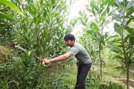  Preferential interest comes to forest planters and farmers 