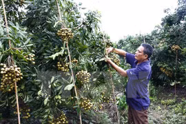 Japanese firms seek to adopt IT in agriculture in Ha Nam 