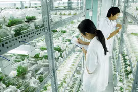 Vietnam, Japan discuss support for businesses in technology transfer