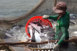 Regulations on Tra fish to be amended