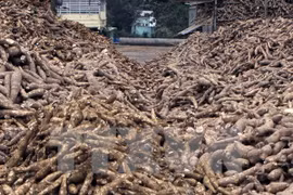 Cassava exports set to earn 1.5 bln USD this year
