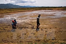 Mekong delta faces water shortage, saline intrusion