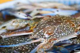 Kien Giang moves to protect blue crab resources