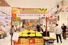  First Cat Chu mangoes hit shelves in Japan 