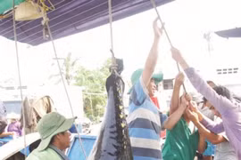 Vietnam acts to meet requirements on IUU control 