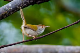 Bai Tu Long National Park conserves rich biodiversity values