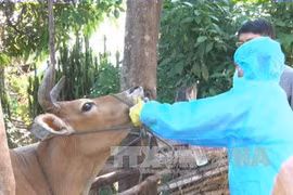 Production of Vietnam’s first foot-and-mouth vaccines to start in Q2