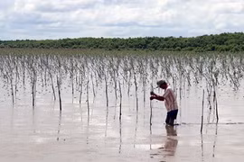 Farmers earn higher incomes from protecting mangrove forests 