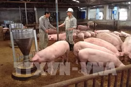Vietnam needs national framework for safe pork