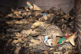Vietnam continues urgent action for wildlife crime prevention