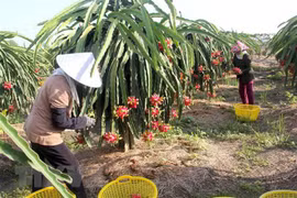 Vietnam, New Zealand networking event discusses CPTPP