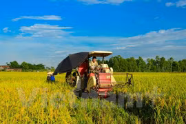 Ministry builds mechanism for land agglomeration, large-scale farming 