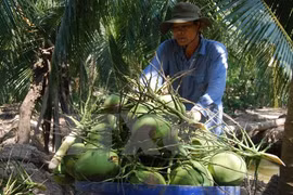 Ben Tre eyes 20 percent growth in export revenue