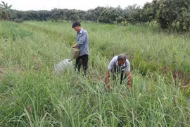 Tien Giang adopts new farming models amid climate change
