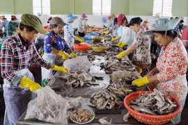 Canada continues support for SMEs’ development in Tra Vinh