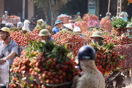 Hai Duong exports about 9,500 tonnes of litchi