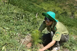 Nearly 57,000ha of alternative forests planted across Vietnam