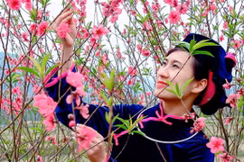 Peach blossom festival in Lang Son