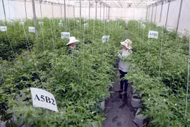 HCM City specifies key agricultural products