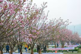 Sakura blossoms on display at VN-Japan cultural festival this weekend