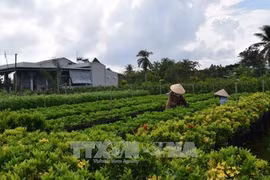 Dong Thap chooses six craft villages for preservation