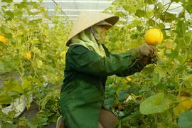 Central Da Nang city eyes hi-tech farms