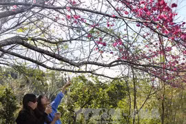 Cherry blossom festival to return to Pa Khoang, Dien Bien