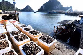 Ministry seeks to gain 40 billion USD from agro-forestry-fishery exports