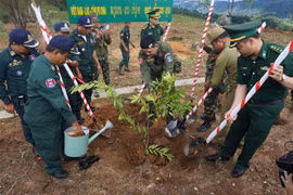 Friendship trees planted at VN-Laos-Cambodia border T-junction